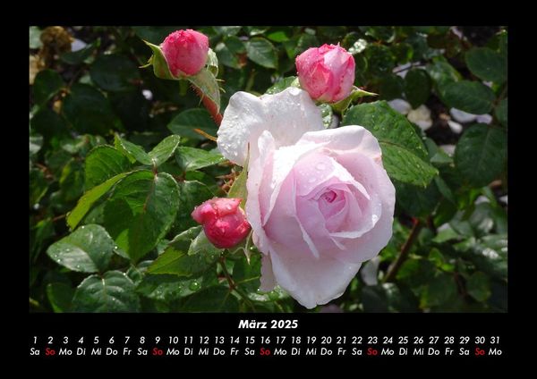 Produktbild: Blumenzauber 2025 Fotokalender DIN A3