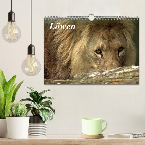 Produktbild: L&ouml;wen (Wandkalender 2026 DIN A4 quer), CALVENDO Monatskalender