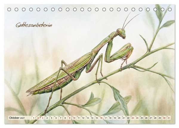 Produktbild: Kleine Wunder in Aquarell - Heimische Insekten kunstvoll illustriert (Tischkalender 2027 DIN A5 quer), CALVENDO Monatskalender