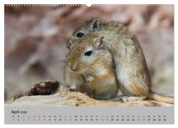 Produktbild: Mausebande (Wandkalender 2026 DIN A2 quer), CALVENDO Monatskalender