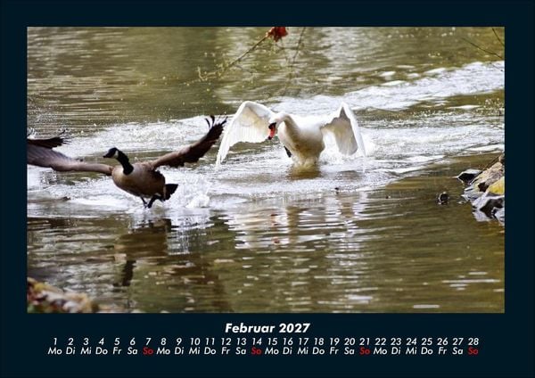 Produktbild: Enten 2027 Fotokalender DIN A4