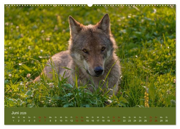 Produktbild: unter W&ouml;lfen (Wandkalender 2026 DIN A2 quer), CALVENDO Monatskalender