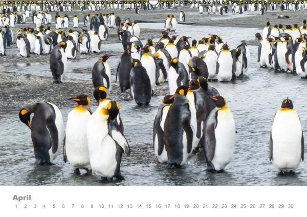 Produktbild: ANTARKTIS (Wandkalender immerw&auml;hrend DIN A2 quer)