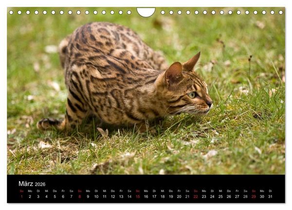 Produktbild: Freig&auml;nger - Hauskatzen unterwegs (Wandkalender 2026 DIN A4 quer), CALVENDO Monatskalender
