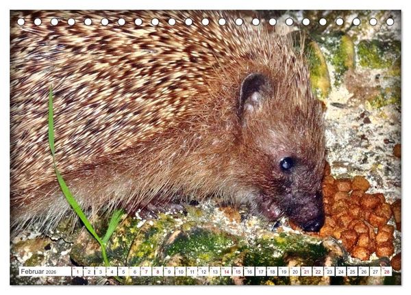Produktbild: Mein Haus-Igel (Tischkalender 2026 DIN A5 quer), CALVENDO Monatskalender