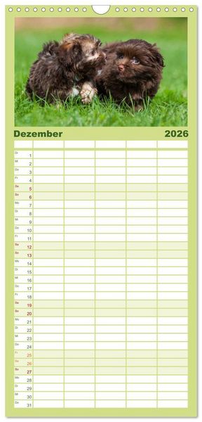 Produktbild: Familienplaner 2026 - Kobolde auf 4 Pfoten - Bolonka Zwetna mit 5 Spalten (Wandkalender, 21 x 45 cm) CALVENDO