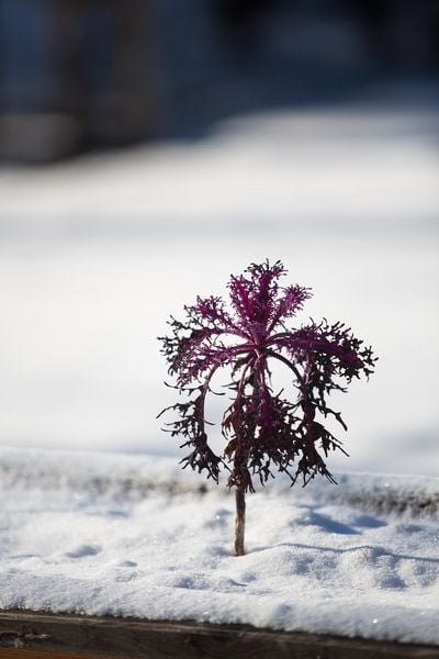 Produktbild: Frisches Gem&uuml;se im Winter ernten