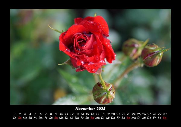 Produktbild: Rosentraum 2025 Fotokalender DIN A3