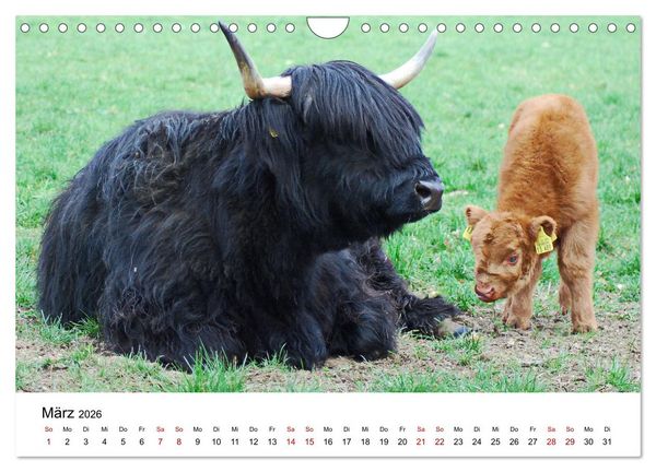 Produktbild: Die Schottischen Hochlandrinder und ihr Nachwuchs (Wandkalender 2026 DIN A4 quer), CALVENDO Monatskalender