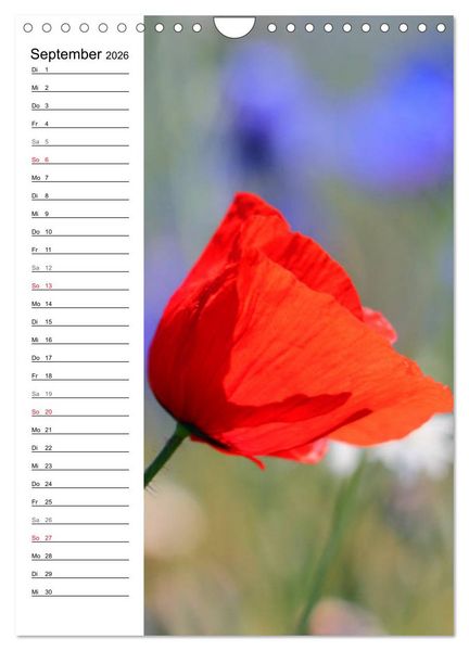 Produktbild: Mohn, zarte Bl&uuml;ten, starke Farben, der Geburtstagskalender (Wandkalender 2026 DIN A4 hoch), CALVENDO Monatskalender