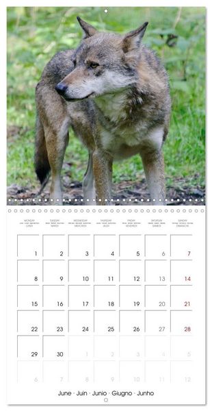 Produktbild: Wolves - fascinating wild animals (Wall Calendar 2026 12 &times; 12 Inch) CALVENDO 12 Month Wall Calendar