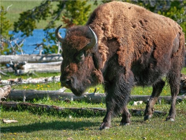 Produktbild: CALVENDO Puzzle Bison im Yellowstone Nat'l Park 2000 Teile Lege-Gr&ouml;&szlig;e 90 x 67 cm Foto-Puzzle Bild von Dieter-M. Wilczek