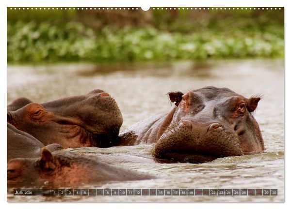 Produktbild: Afrika - Zauber der Wildnis (hochwertiger Premium Wandkalender 2026 DIN A2 quer), Kunstdruck in Hochglanz