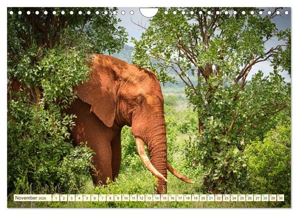 Produktbild: Die Riesen der Savanne (Wandkalender 2026 DIN A4 quer), CALVENDO Monatskalender