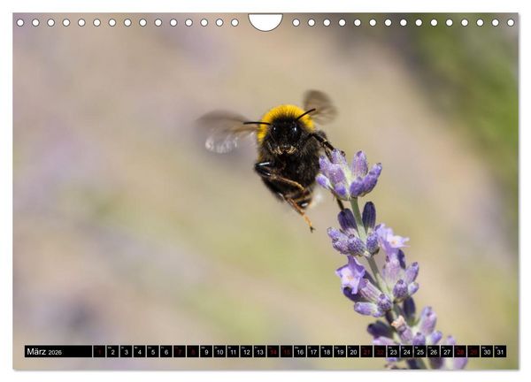 Produktbild: Hummeln - Flugaufnahmen eines faszinierenden Insekts (Wandkalender 2026 DIN A4 quer), CALVENDO Monatskalender
