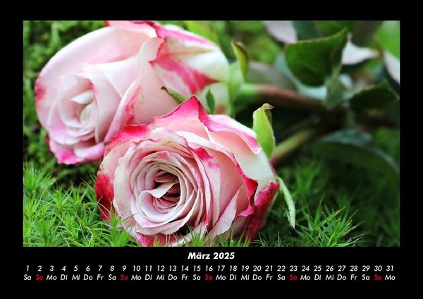 Produktbild: Strahlend sch&ouml;ne Rosen 2025 Fotokalender DIN A3