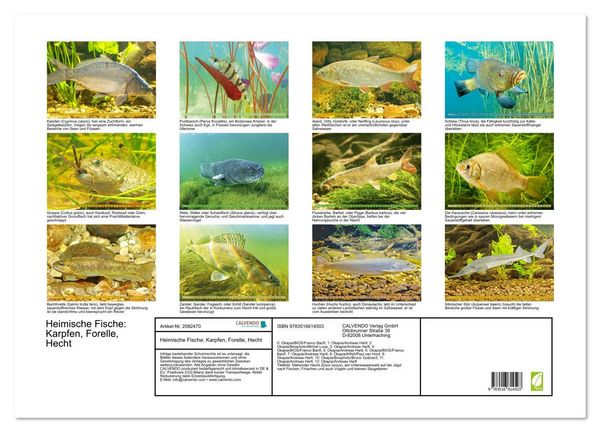 Produktbild: Heimische Fische: Karpfen, Forelle, Hecht (Wandkalender 2026 DIN A2 quer), CALVENDO Monatskalender