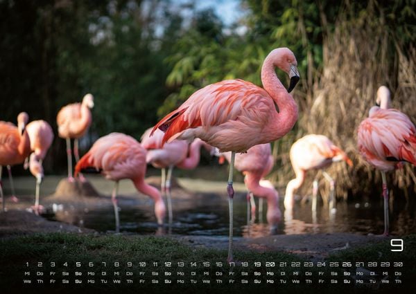 Produktbild: Afrikas Tierwelt - Der Tierkalender - 2027 - Kalender DIN A2