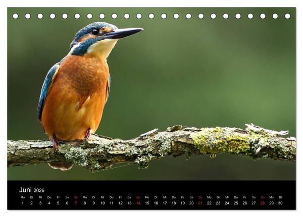 Produktbild: IM LAND DER EISV&Ouml;GEL (Tischkalender 2026 DIN A5 quer), CALVENDO Monatskalender
