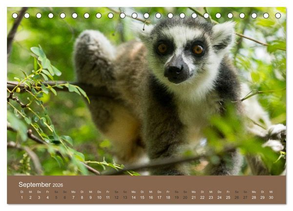 Produktbild: Madagaskars wundersame Tierwelt (Tischkalender 2026 DIN A5 quer), CALVENDO Monatskalender