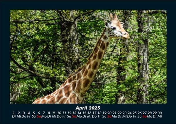 Produktbild: Giraffen 2025 Fotokalender DIN A5