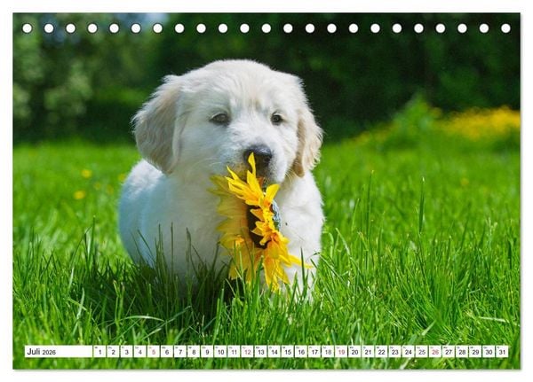 Produktbild: Goldige Herzensbrecher - Golden Retriever Welpen (Tischkalender 2026 DIN A5 quer), CALVENDO Monatskalender