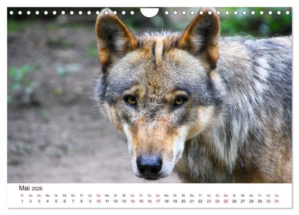 Produktbild: W&ouml;lfe 2026. Tierische Impressionen (Wandkalender 2026 DIN A4 quer), CALVENDO Monatskalender