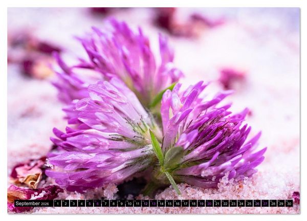 Produktbild: Essbare Bl&uuml;ten aus meinem Garten (Wandkalender 2026 DIN A3 quer), CALVENDO Monatskalender