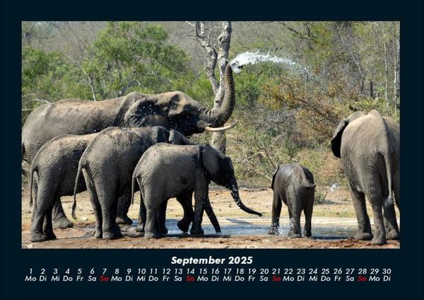 Produktbild: Der Elefantenkalender 2025 Fotokalender DIN A4