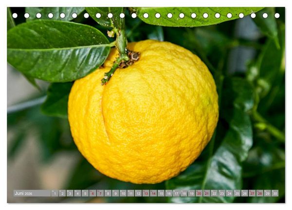 Produktbild: Bio Zitrus Garten (Tischkalender 2026 DIN A5 quer), CALVENDO Monatskalender