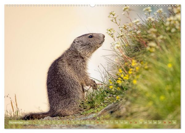 Produktbild: Tiere der Alpen - Murmeltier-Kinder (Wandkalender 2026 DIN A2 quer), CALVENDO Monatskalender