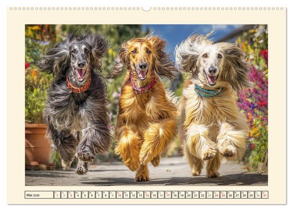 Produktbild: Afghanischer Windhund. Eleganter Sichtj&auml;ger und sensibler Couch-Potatoe (Wandkalender 2026 DIN A2 quer), CALVENDO Monatskalender