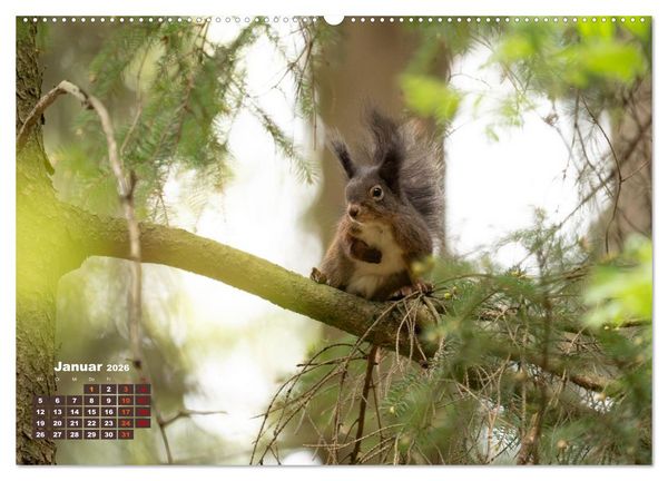 Produktbild: Das Eurasische Eichh&ouml;rnchen - Kunterbuntes Waldtreiben (hochwertiger Premium Wandkalender 2026 DIN A2 quer), Kunstdruck in Hochglanz