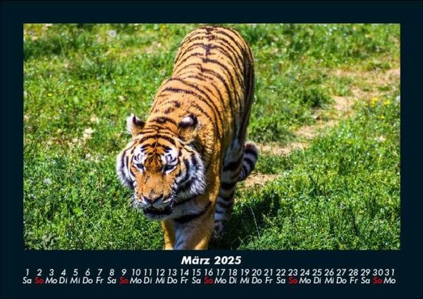 Produktbild: Tiger 2025 Fotokalender DIN A5