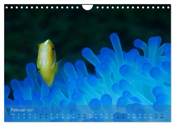 Produktbild: Anemonenfische - Streitbare Gesellen (Wandkalender 2027 DIN A4 quer), CALVENDO Monatskalender