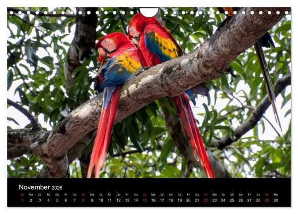 Produktbild: Costa Rica. Faszinierende Tierwelt (Wandkalender 2026 DIN A4 quer), CALVENDO Monatskalender