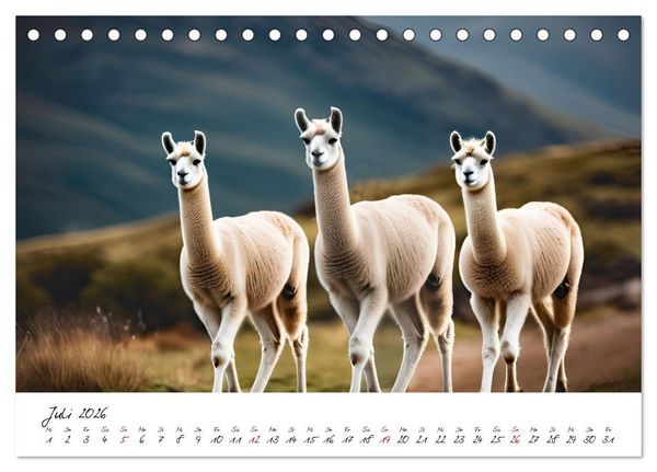 Produktbild: Alpakas, die sanften Andenbewohner (Tischkalender 2026 DIN A5 quer), CALVENDO Monatskalender