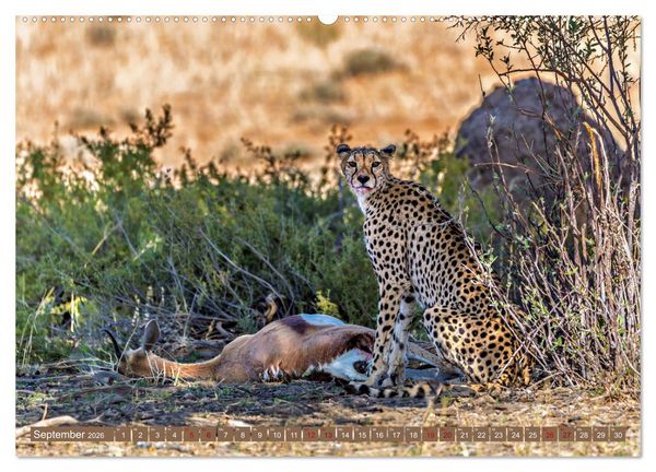 Produktbild: Afrikas Tierwelt - Geparde (hochwertiger Premium Wandkalender 2026 DIN A2 quer), Kunstdruck in Hochglanz