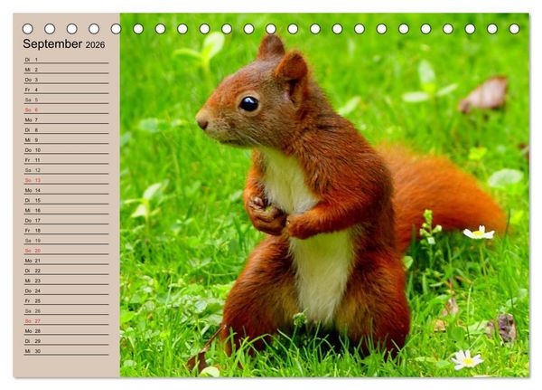 Produktbild: Eichh&ouml;rnchen. Wo sind blo&szlig; die N&uuml;sse? (Tischkalender 2026 DIN A5 quer), CALVENDO Monatskalender