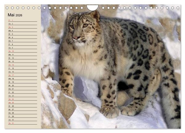 Produktbild: Schneeleoparden. Geschmeidige Gebirgsj&auml;ger (Wandkalender 2026 DIN A4 quer), CALVENDO Monatskalender