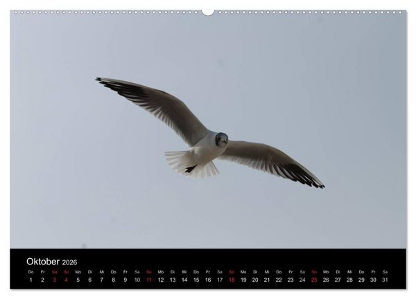 Produktbild: Sylt 2026 (hochwertiger Premium Wandkalender 2026 DIN A2 quer), Kunstdruck in Hochglanz