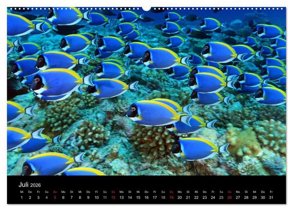 Produktbild: Magische Unterwasserwelten (hochwertiger Premium Wandkalender 2026 DIN A2 quer), Kunstdruck in Hochglanz