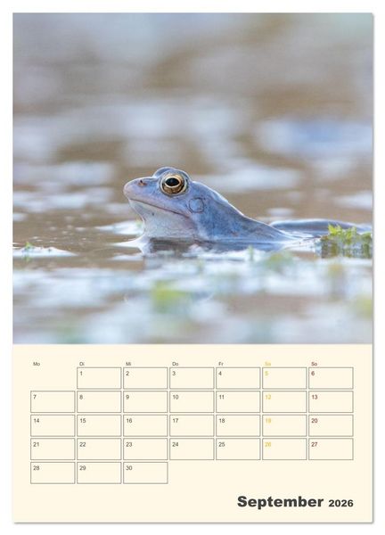 Produktbild: Moorfrosch Geheimnisse &ndash; Farben, Flirts & Froschkonzerte - Tanja Riedel (Wandkalender 2026 DIN A4 hoch), CALVENDO Monatskalender