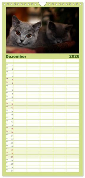 Produktbild: Familienplaner 2026 - B&auml;rige Schmusetiger - Britisch Kurzhaar mit 5 Spalten (Wandkalender, 21 x 45 cm) CALVENDO