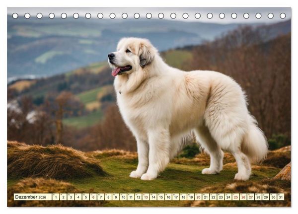 Produktbild: Molosser - Gigantischer Kuschelfaktor (Tischkalender 2026 DIN A5 quer), CALVENDO Monatskalender