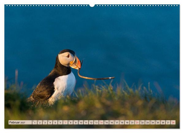 Produktbild: Papageitaucher - Puffins (Wandkalender 2027 DIN A2 quer), CALVENDO Monatskalender