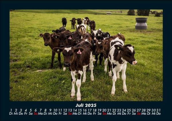 Produktbild: Kuhkalender 2025 Fotokalender DIN A5