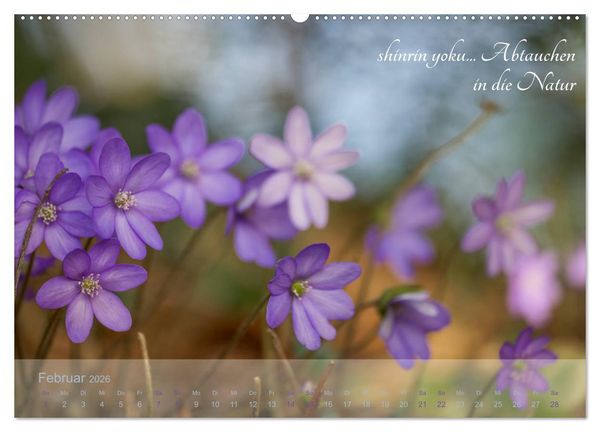 Produktbild: Shinrin yoku - Waldbaden 2026 (Wandkalender 2026 DIN A2 quer), CALVENDO Monatskalender