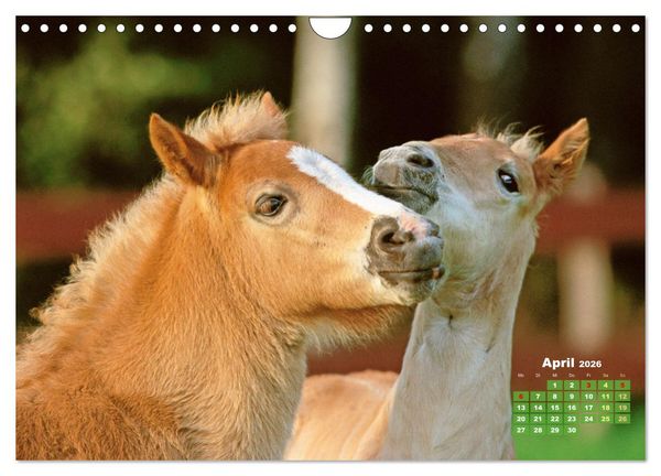 Produktbild: Haflinger: Die blonden Pferde von der Alm (Wandkalender 2026 DIN A4 quer), CALVENDO Monatskalender