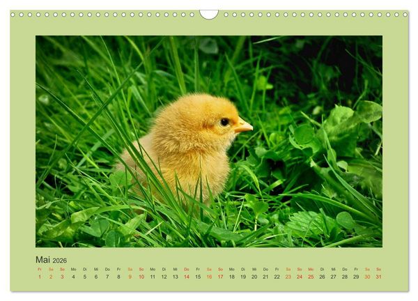 Produktbild: Wer schnattert und gackert denn da? - K&uuml;ken-Edition (Wandkalender 2026 DIN A3 quer), CALVENDO Monatskalender